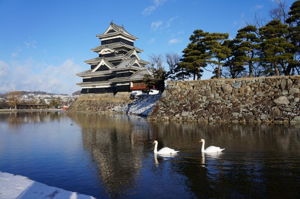 松本城と白鳥